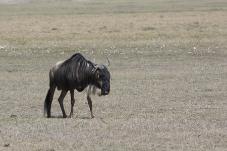 在旱季的非洲稀树草原上徘徊的老男性白胡子角羚