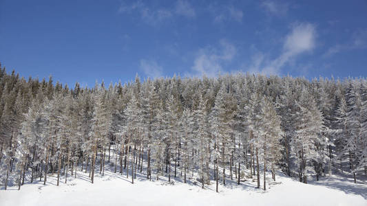 冬日的风景与白雪皑皑的松树林在蓝天背景下晴朗的晴天