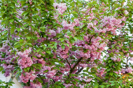 斯洛伐克盛开的樱桃树