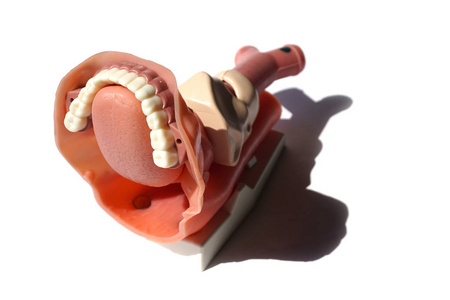 喉喉咽气管的模拟医学模型在创新教育过程中由学生或医生进行解剖学检查和治疗。Cricothyroidotomy 模型