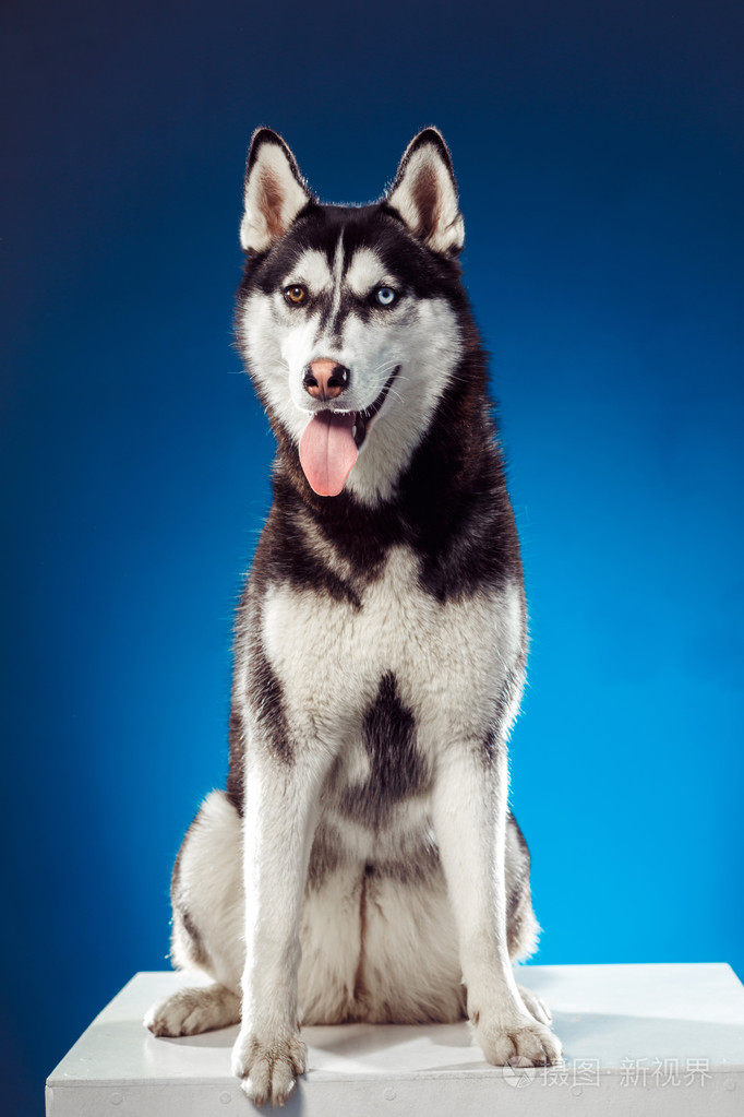 成年雌性哈士奇做出工作室