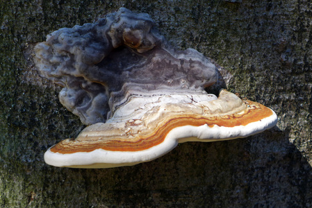 树上的蘑菇的特写