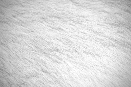 猫头鹰股票照片白色的皮毛背景.股票照片照片