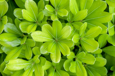 树叶的绿色背景图片