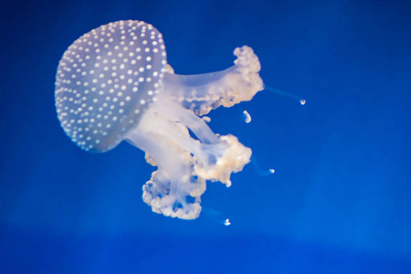 水母在我的水族馆