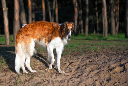 俄罗斯狼狗狗, 猎步行, Sighthound, 俄罗斯 Psovaya