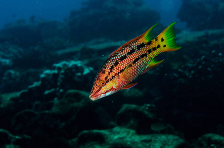 墨西哥行走的鱼图片