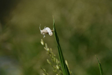 蜻蜓幼虫皮肤