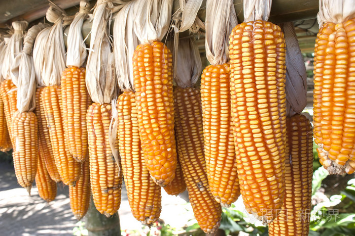 干的玉米棒子挂在横梁上