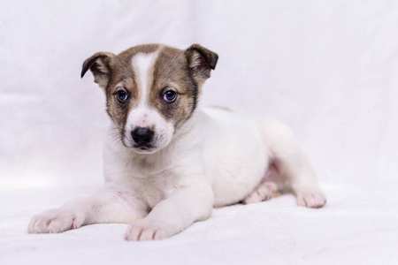 宠物肖像主题小白狗半品种照片