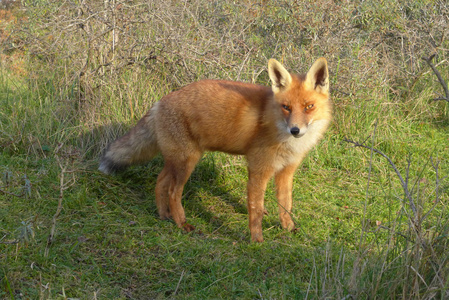 狐狸站在草地上