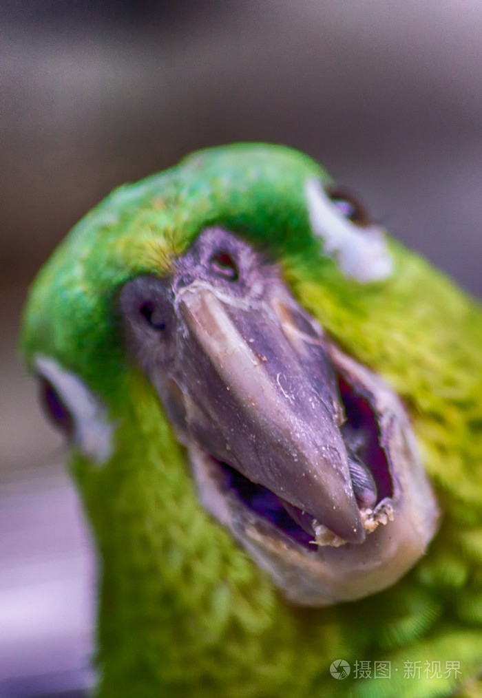 特写的多彩鹦鹉头