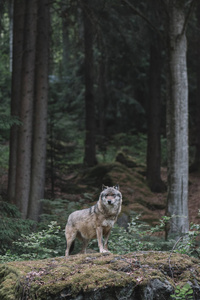 德国 Bayerisher 国家公园狼