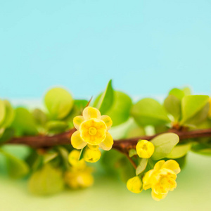 春天开花檗枝以绿叶, 倒钩和黄色花在正方形粉彩彩色纸背景以极小的样式拷贝空间, 文本或设计模板