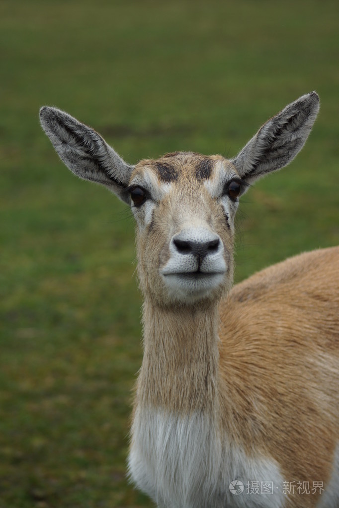 印度黑羚-羚羊 cervicapra