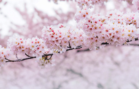 樱花与软焦点，在韩国，背景的樱花季节
