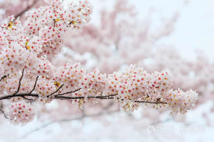 樱花与软焦点 在韩国 背景的樱花季节照片 正版商用图片0pavv8 摄图新视界