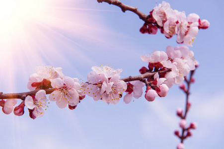 与软焦点的樱花，樱花季节背景