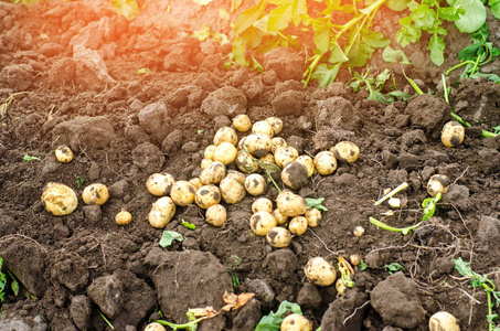 新鲜的小黄马铃薯在田间近距离农业农业季节性工作蔬菜环保产品丰收。选择性聚焦