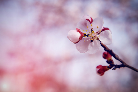 与软焦点的樱花，樱花季节背景