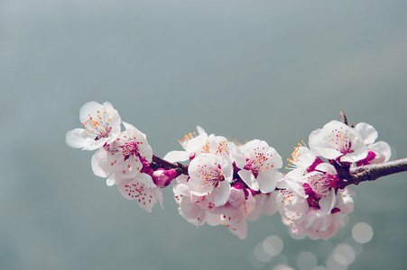 与软焦点的樱花，樱花季节背景