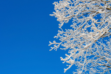 雪上树，在冬季的景观