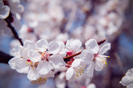 与软焦点的樱花，樱花季节背景
