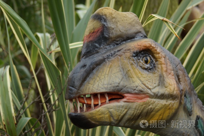 敏捷的偷蛋龙 philoceratops