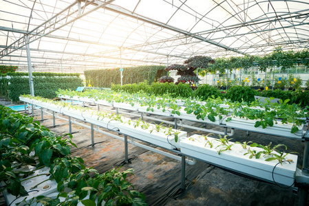 蔬菜植物生长在温室女巫由金属型材