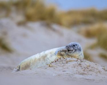 滑稽嬉戏的共同的封印 Phoca vitulina 小狗躺在海滩上的 Helgoland 与沙丘背景