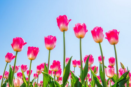 色彩艳丽的郁金香春天图片