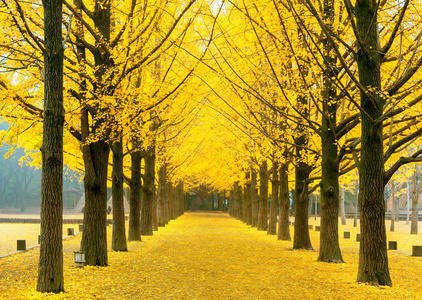 排在纳米岛，韩国黄色银杏树