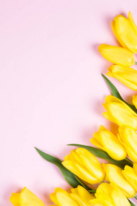 束美丽鲜黄色郁金香在粉红色的背景上