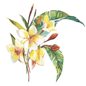 热带花卉鸡蛋花叟叶上孤立的白色背景。Eps 10
