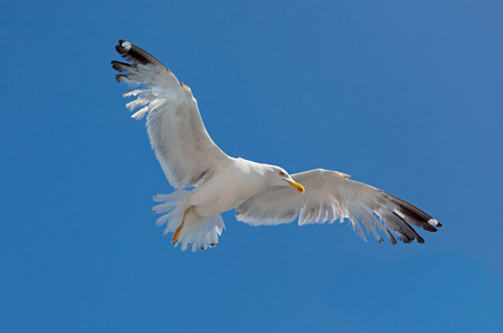 在多云的天空中飞翔的海鸥照片