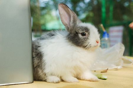 可爱的兔子坐在桌子上