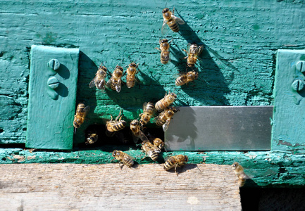 关于它的蜜蜂蜜蜂蜂巢