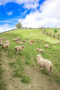 羊在山上的草地