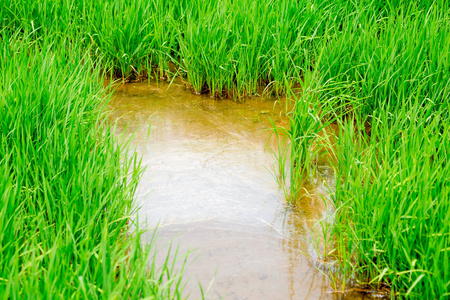 泰国水稻农业领域。绿色大米草植物