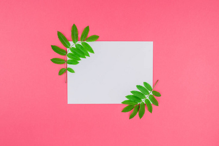 创意平面放置顶部视图白色字母模拟与新鲜的绿色罗恩树叶在明亮的粉红色背景与复制空间在最小的双色调流行艺术风格, 模板文本
