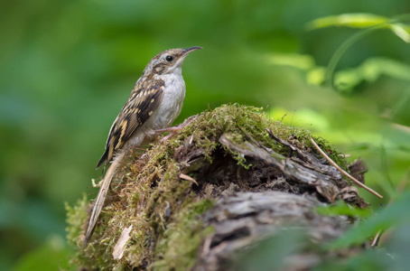 欧亚 treecreeper 坐在长满青苔的树桩上