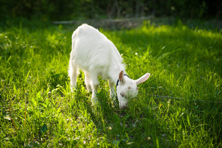 Goatling 在草地上