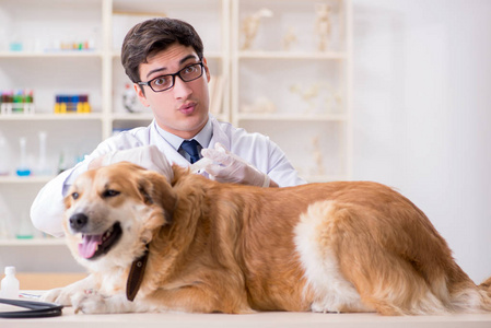 医生检查金猎犬狗在兽医诊所