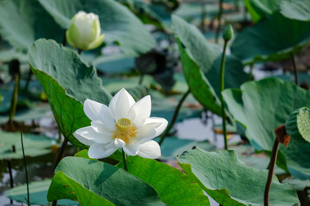 新鲜的白莲花。密切关注的美丽的白色莲花与复制空间的文本或广告。背景是白色莲花和黄色莲花芽在池塘