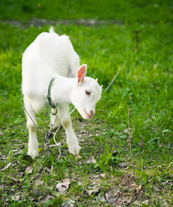 Goatling 在草地上