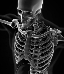 人类的衣领骨骼解剖模型图片