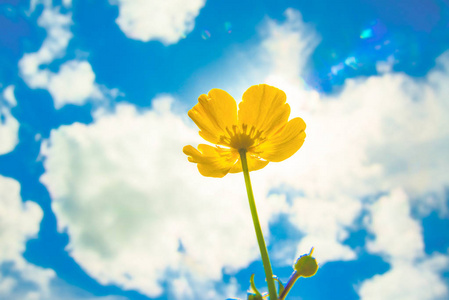 野生的春天田黄色花在阳光下。一朵花对太阳光线和蓝蓝的天空，云彩