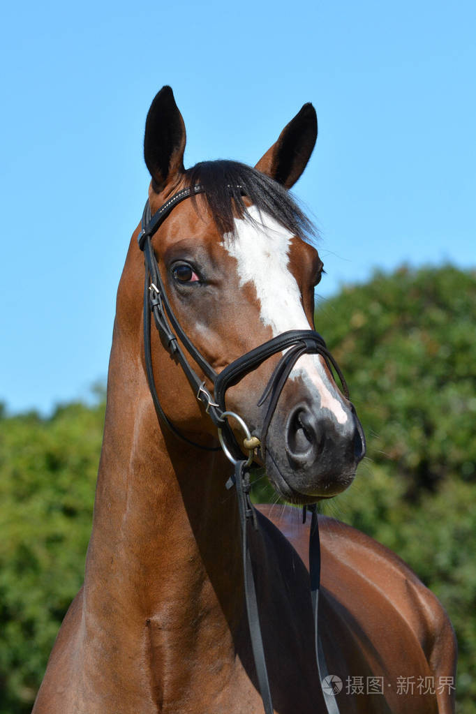 有警觉的面部表情和竖起耳朵的纯种马头像