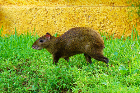 中美洲刺豚鼠 Dasyprocta 点状野生动物