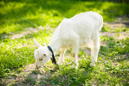 Goatling 在草地上